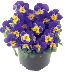 Hornveilchen Topf Durchmesser 9 cm ^ Plantiflor Sale