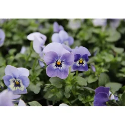 Hornveilchen Topf Durchmesser 9 cm ^ Plantiflor Sale