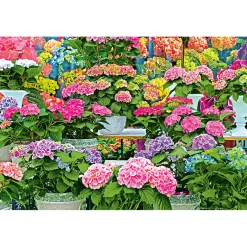 Hortensie Magical Four Seasons Topf Durchmesser 23 cm ^ Plantiflor Sale