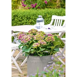 Hortensie Magical Four Seasons Topf Durchmesser 23 cm ^ Plantiflor Sale