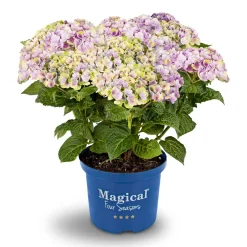 Hortensie Magical Four Seasons Topf Durchmesser 23 cm ^ Plantiflor Sale