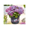 Hortensie Music Collection Topf Durchmesser 23 cm ^ Plantiflor Sale