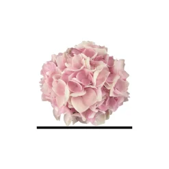 Hortensie Music Collection Topf Durchmesser 23 cm ^ Plantiflor Sale