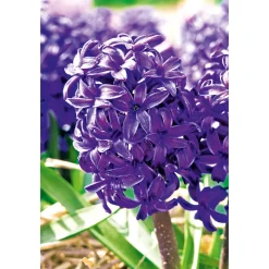 Hyanzinthe im Farbmix ^ Plantiflor Sale