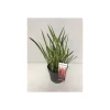Japanisches Blutgras Red Baron P14 ^ Plantiflor
