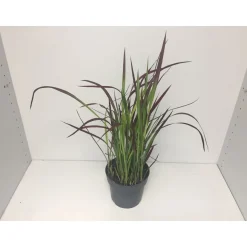 Japanisches Blutgras Red Baron P14 ^ Plantiflor