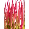 Japanisches Blutgras Red Baron Topf Durchmesser 19 cm ^ Plantiflor Hot