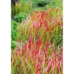 Japanisches Blutgras Red Baron Topf Durchmesser 19 cm ^ Plantiflor Hot