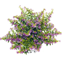 Japanische Scheinmyrthe Flori Glory Topf 11 cm ^ Plantiflor Sale
