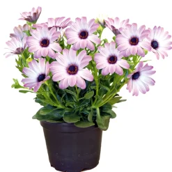 Kapkörbchen verschiedene Farben im Topf Durchmesser 10,5 cm ^ Plantiflor Online