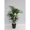 Kentia Palme 110 cm Topf 21 cm ^ Plantiflor Hot