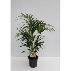 Kentia Palme 110 cm Topf 21 cm ^ Plantiflor Hot