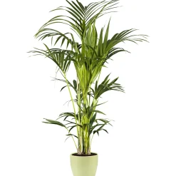 Kentia Palme 110 cm Topf 21 cm ^ Plantiflor Hot