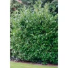 Kirschlorbeer Novita 80-100 cm ^ Plantiflor New