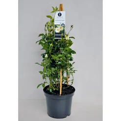 Kletterrose weiß Topf 23 cm ^ Plantiflor