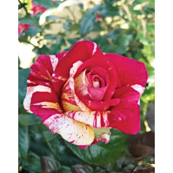 Kletterrose „Zweifarbig“, Topf Ø 23 cm ^ Plantiflor Discount