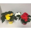 Knollenbegonie verschiedene Farben T12 ^ Plantiflor Discount