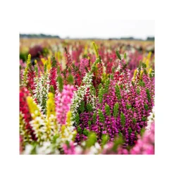 Knospenheide Beauty Ladies Trio ^ Plantiflor
