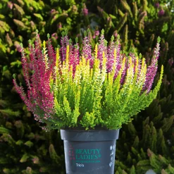 Knospenheide Beauty Ladies Trio ^ Plantiflor