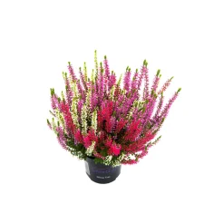Knospenheide Beauty Ladies Trio ^ Plantiflor