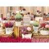 Knospenheide Beauty Ladies Topf Durchmesser 9,5 cm ^ Plantiflor Online