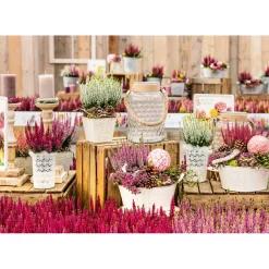 Knospenheide Beauty Ladies Topf Durchmesser 9,5 cm ^ Plantiflor Online