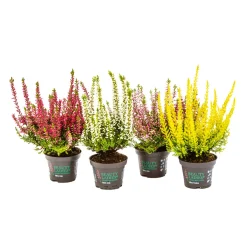 Knospenheide Beauty Ladies Topf Durchmesser 9,5 cm ^ Plantiflor Online