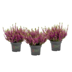 Knospenheide Beauty Ladies Topf Durchmesser 9,5 cm ^ Plantiflor Online