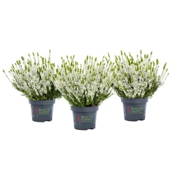 Knospenheide Beauty Ladies Topf Durchmesser 9,5 cm ^ Plantiflor Online