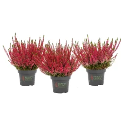 Knospenheide Beauty Ladies Topf Durchmesser 9,5 cm ^ Plantiflor Online