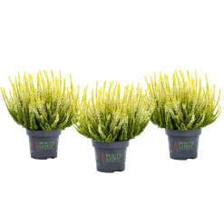 Knospenheide Beauty Ladies Topf Durchmesser 9,5 cm ^ Plantiflor Online
