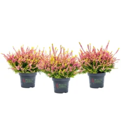 Knospenheide Beauty Ladies Topf Durchmesser 9,5 cm ^ Plantiflor Online