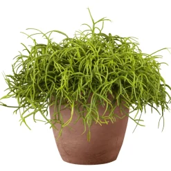 Korallenkaktus 15-20 cm T12 ^ Plantiflor Best