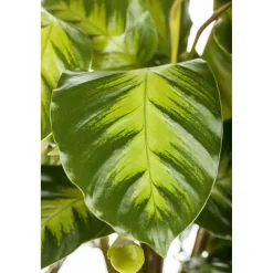 Korbmarante Topf 12 cm ^ Plantiflor Discount