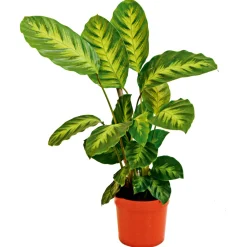 Korbmarante Topf 12 cm ^ Plantiflor Discount