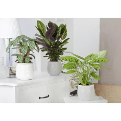 Korbmarante Topf 12 cm ^ Plantiflor Discount