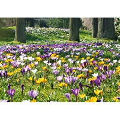 Krokus Crocus-Hybride Topf Durchmesser 10,5 cm ^ Plantiflor New