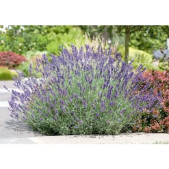 Lavendel blaue Blüten Topf Durchmesser 17 cm ^ Plantiflor