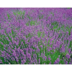 Lavendel Munstead Topf- Durchmesser 13 cm ^ Plantiflor Sale