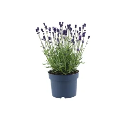 Lavendel Munstead Topf- Durchmesser 13 cm ^ Plantiflor Sale