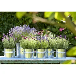 Lavendel Munstead Topf- Durchmesser 13 cm ^ Plantiflor Sale
