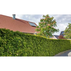 Lebensbaum Smaragd Topf- Durchmesser ca 23 cm ^ Plantiflor Hot