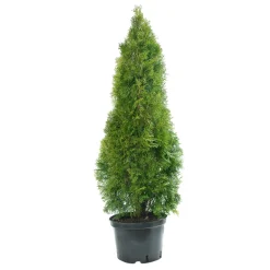 Lebensbaum Smaragd Topf- Durchmesser ca 23 cm ^ Plantiflor Hot