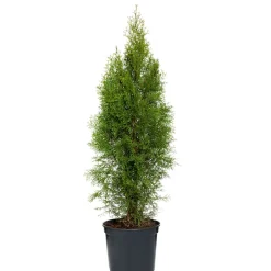 Lebensbaum Smaragd Topf- Durchmesser ca 23 cm ^ Plantiflor Hot