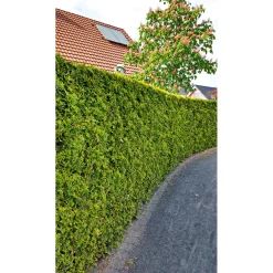 Lebensbaum Smaragd Topf- Durchmesser ca 23 cm ^ Plantiflor Hot