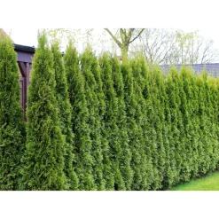 Lebensbaum Smaragd Topf- Durchmesser ca 23 cm ^ Plantiflor Hot