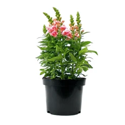 Löwenmäulchen Topf Durchmesser 13 cm ^ Plantiflor Outlet