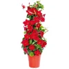 Mandevilla Pyramide Topf Durchmesser 17 cm ^ Plantiflor Best