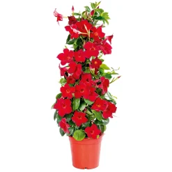 Mandevilla Pyramide Topf Durchmesser 17 cm ^ Plantiflor Best