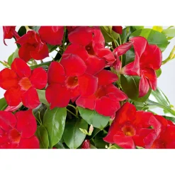 Mandevilla Pyramide Topf Durchmesser 17 cm ^ Plantiflor Best